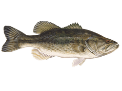 largemouth bass